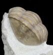 Rarely Seen Asaphus bottnicus Trilobite - Russia (Special Price) #31302-2